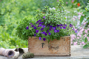 Wooden box planted with Petunia Mini Vista 'Violet', bush basil and cinnamon basil