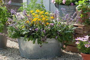 Summer patio: zinc tub planted with French lavender, catmint, marigolds, sage and cola herb