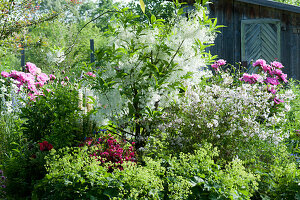 Early summer garden with white fringetree, lady's mantle, slender deutzia, peonies and Japanese azalea