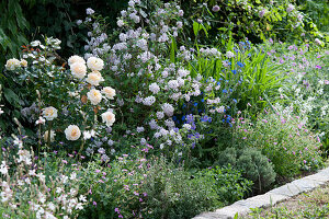 Bed with polyantharose 'Lions Rose', rose deutzia 'Mont Rose', cranesbill and ox tongues