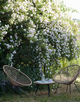 Seats and side table in front of flowering rambling rose 'Venusta Pendula'