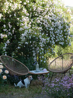 Seats and side table in front of flowering rambling rose 'Venusta Pendula' and dog Zula