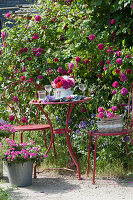 Kleine Sitzgruppe vor Rose 'Vivid', Rosenstrauß auf dem Tisch, Korb mit Rosen auf dem Stuhl, Kübel mit Petunie