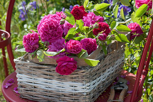 Basket of roses