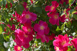 Rote Blüten der Rose 'Scharlachglut'