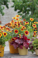 Kokardenblume 'Arizona Sun' und Purpurglöckchen 'Fire alarm'