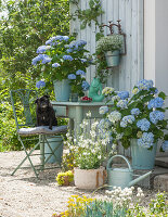 Hydrangea 'Endless Summer', wild strawberry and graceful spurge hung on the wall, white gaura in a basket, dog Paula sitting on the chair