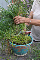 Chives cut back, divided and planted in smaller pots