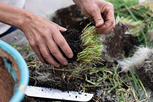 Chives cut back, divided and planted in smaller pots