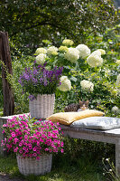 Basket with Angelonia 'Blue' 'Dark Violet' on a bench, small cat lying on the cushion, pink petunia in front, hydrangea 'Annabelle' behind it