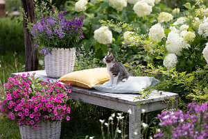 Korb mit Angelonie 'Blue' 'Dark Violet' auf Bank, kleine Katze sitzt auf Kissen, davor pinke Petunie, dahinter Hortensie 'Annabelle'