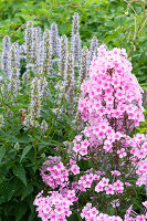 Tall summer phlox 'Miss Pepper' and Anise hyssop 'Blue Fortune' in a border