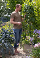 Man picking runner beans on a gravel terrace, kale 'Nero di Toscana