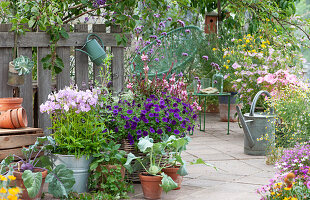 Terrasse mit Bechermalven, Petunie 'Mini Vista Violet', Prachtkerze 'Lillipop Pink', Eisenkraut, Kohlrabi und Erdbeerpflanze in Tontöpfen, Acapulco-Chair