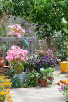 Terrasse mit Bechermalven, Petunie 'Mini Vista Violet', Prachtkerze 'Lillipop Pink', Eisenkraut, Kohlrabi und Erdbeerpflanze in Tontöpfen