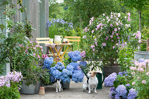 Summer terrace with hydrangea 'Endless Summer', trumpet vines, mallow, phlox, anise hyssop, black cherry, thyme and lily of the nile, dog Zula and cat