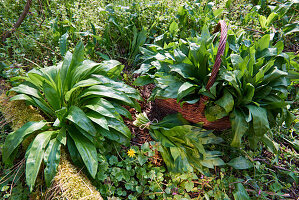 Wild garlic (ramp) growing in forest soil