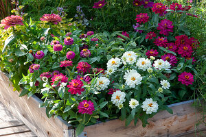 Zinnias in the flower bed