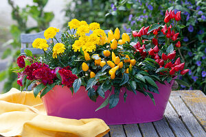 Pink tub with edible 'Salsa' peppers, marigold flowers and cockscomb