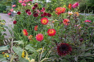 Perrycroft Herefordshire. (Archer) Autumn Garden With Dahlias And Kniphofia Rooperi