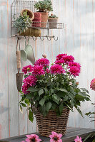 Decorative dahlia 'Bluesette' in a basket, succulent, echeveria on a wall shelf