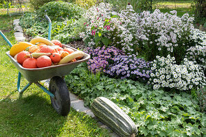 Schubkarre mit geernteten Kürbissen am Beet mit Herbstastern und Frauenmantel, großer Zucchini auf der Rasenkante