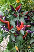 Chili 'Masquerade' mit roten und violetten Früchten
