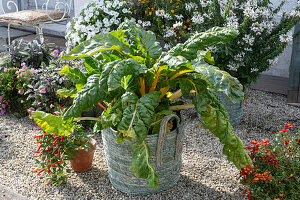 Basket with chard 'Bright Lights' on gravel terrace, clay pot with chilies