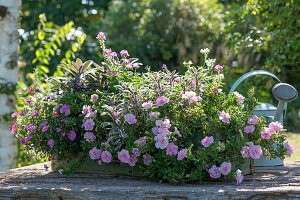 Balcony box in pink tones: Petunia 'Sugar Candy', Sage 'Tricolor' 'Purpurascens', Blue Daisy and Fairy Mirror