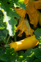 Gelbe Zucchini 'Gold Rush' und Blüten