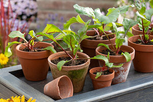 Clay pots with beetroot seedlings