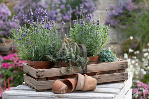 Lavendel 'Belle Blue' mit Chinesischer Narrenkappe und Echeveria im Holzkorb