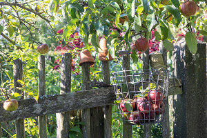 Wire basket with apples on the garden fence