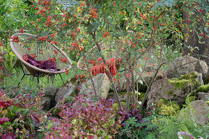 Acapulco armchair in the natural garden, blue pike rose with rose hips, Chinese plumbago, bergenia and boulders with moss and ferns