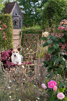 Seating area next to hydrangea, rose and yellow scabious, dog Zula lying on blanket