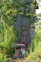 Kleine Sitzecke zwischen Apfelbaum und Gartenhaus, Bank mit Fell und Decke neben Goldrute, Korb mit Äpfeln, Hund Zula