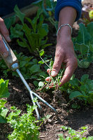 Woman removes weeds in raised bed