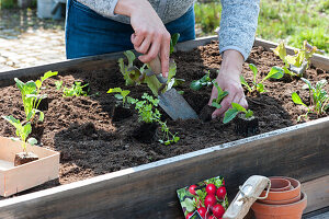 Frau pflanzt verschiedene Salate, Kohlrabi und Sellerie ins Hochbeet
