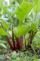 Rhubarb plant