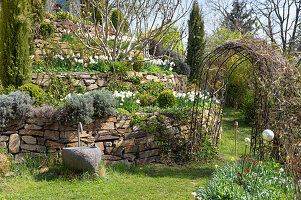 Terrassenartig angelegte Beete mit Narzissen und Rankbogen im Garten (Narcissus)