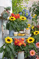 Spätsommer-Arrangement mit Sonnenblumen und Echeverien im Topf, Sträuße mit rot-gelben Dahlien