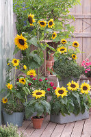 Late summer terrace with sunflowers, zinnias, geraniums, lemon thyme and oregano 'Compactum'