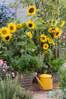 Körbe mit Sonnenblumen, Amethyst-Veilchenbusch 'Blue Lady' und Dahlie, gelbe Gießkanne