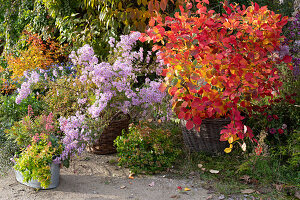 Indian summer: feather bush and autumn aster in baskets, zinc tub with abelia, purple bellflower and spurge on the border
