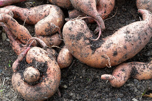 Süßkartoffeln ernten im Gemüsebeet