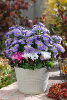 Cushion aster 'Aqua Compact' with cyclamen in a pot