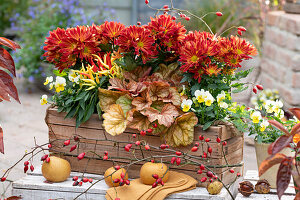 Autumn chrysanthemum, horn violets, purple bells and edible ornamental peppers 'Medusa' syn. 'Naschzipfel' in a wooden box, nashi pears, rose hips and chestnuts as decoration