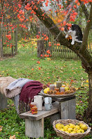 Bank mit Sitzfell und Decken als Sitzplatz unterm Zierapfelbaum, Korbschale mit Kerzen, Quitten und Maronen, Korb mit Apfelquitten, Katze klettert im Baum