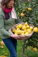 Woman with freshly picked quinces 'Konstantinopler' in basket