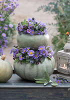 Edible pumpkins 'Hungarian Blue' with wreaths of autumn asters, man litter, thyme and sage leaves